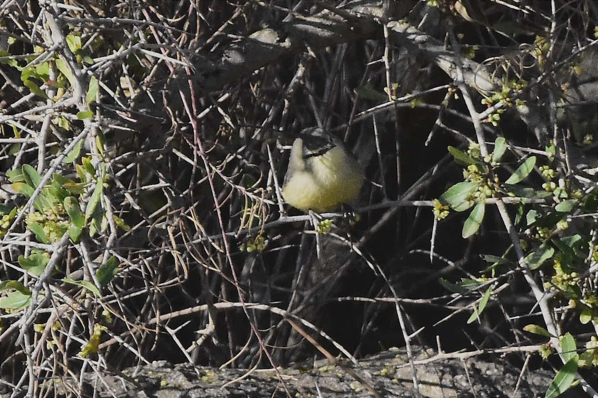 Greater Wagtail-Tyrant - ML623871410