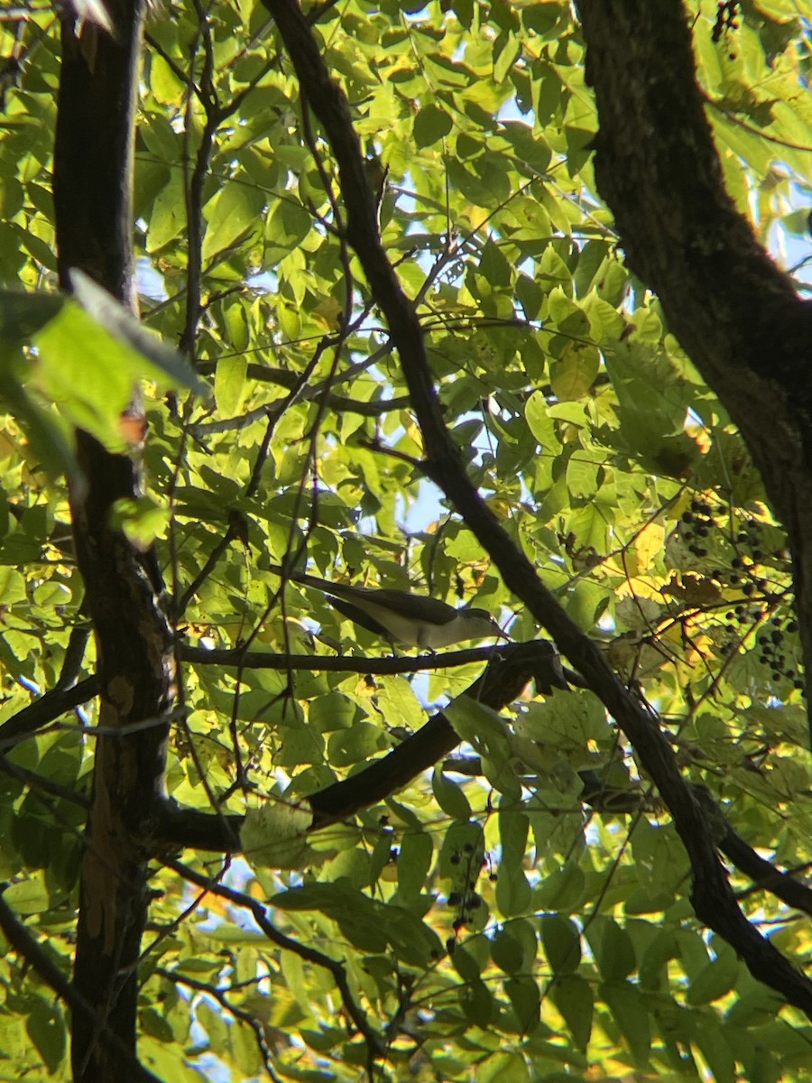 Yellow-billed Cuckoo - ML623871416