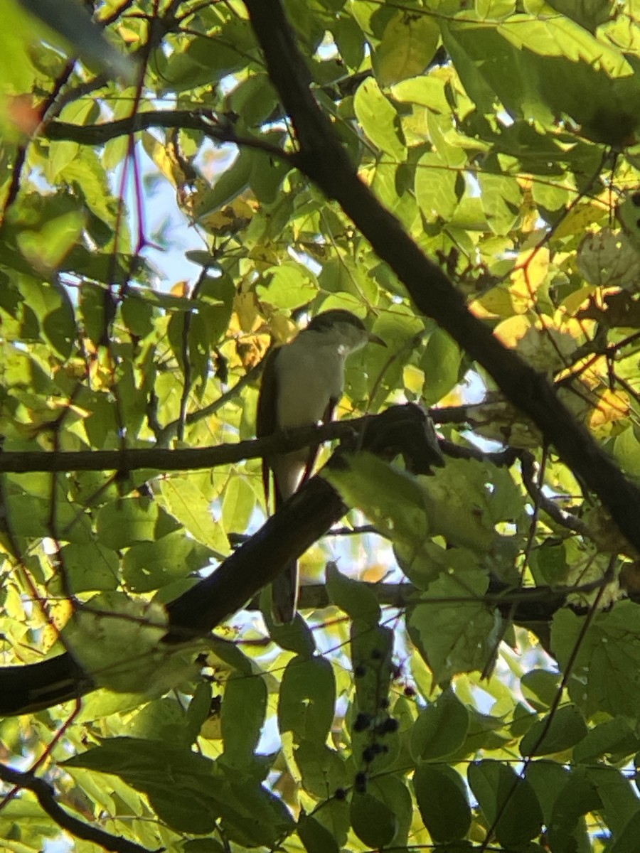 Yellow-billed Cuckoo - ML623871417