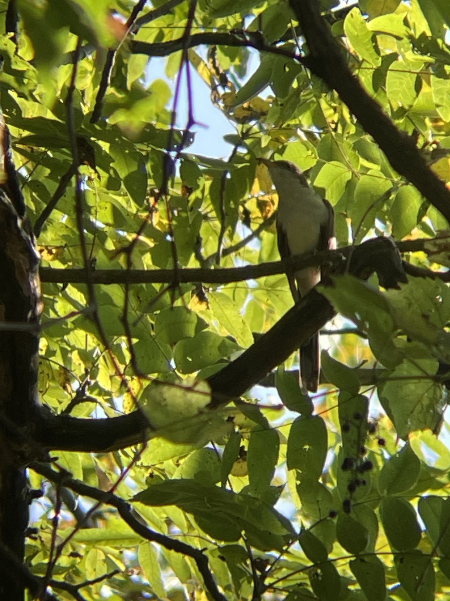 Yellow-billed Cuckoo - ML623871418