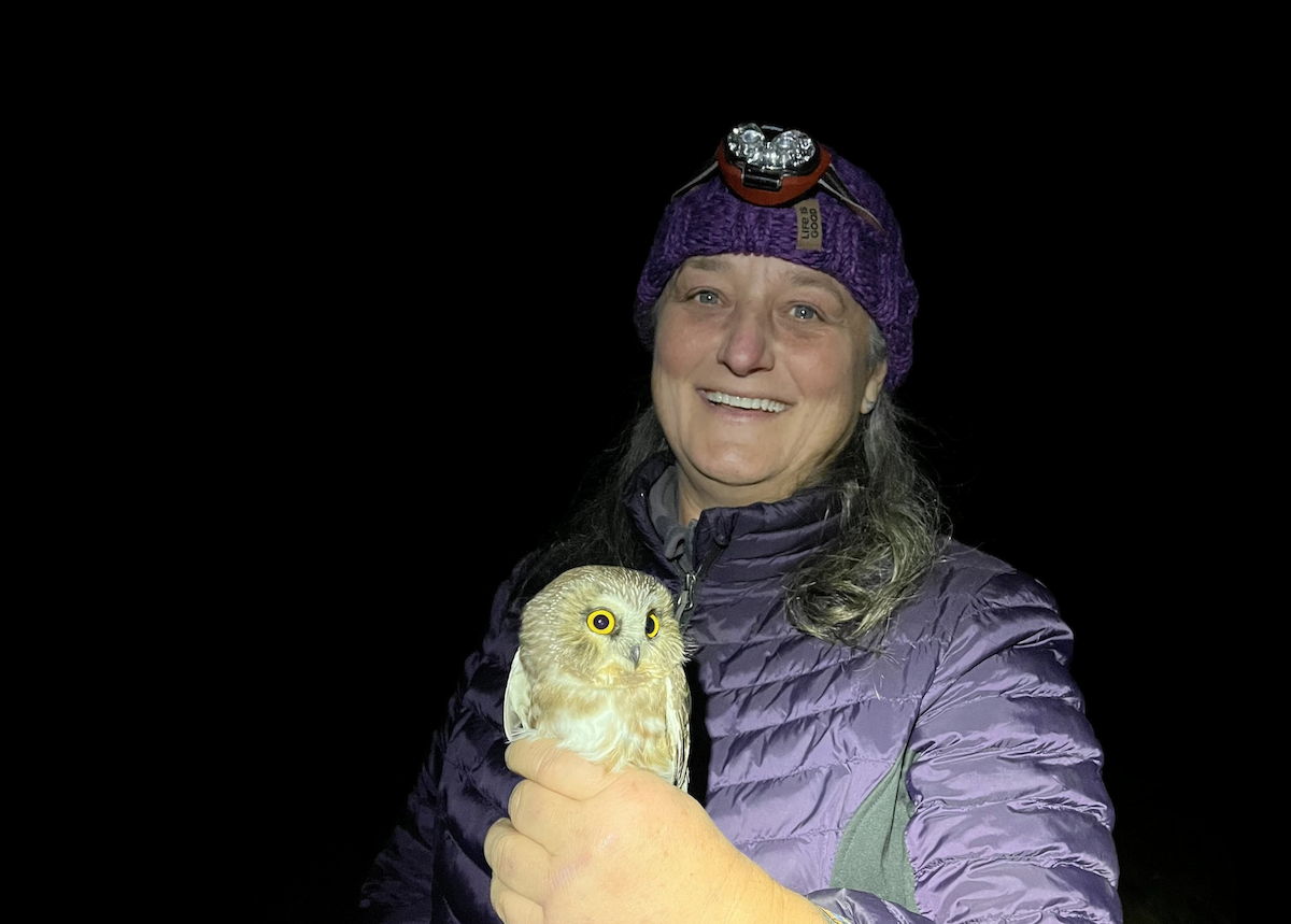 Northern Saw-whet Owl - ML623871427