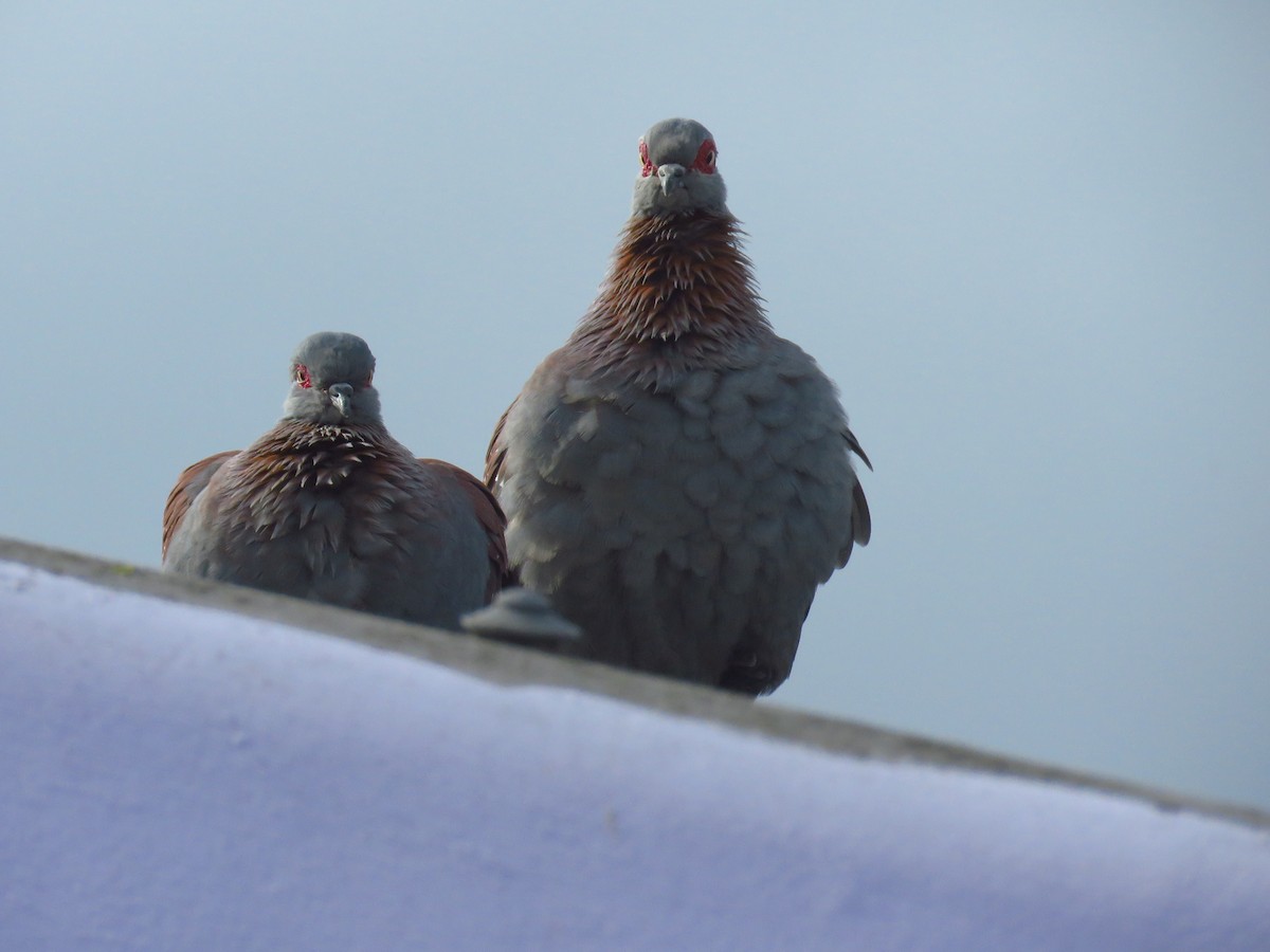 Speckled Pigeon - ML623871431