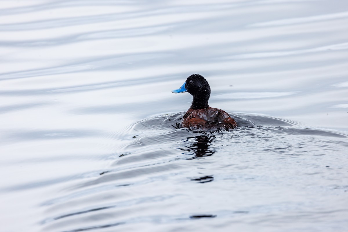 Blue-billed Duck - Paul Rankin