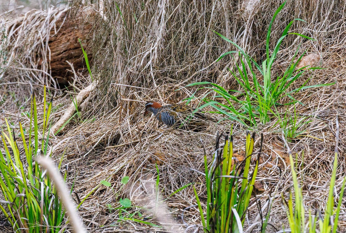 Buff-banded Rail - Paul Rankin