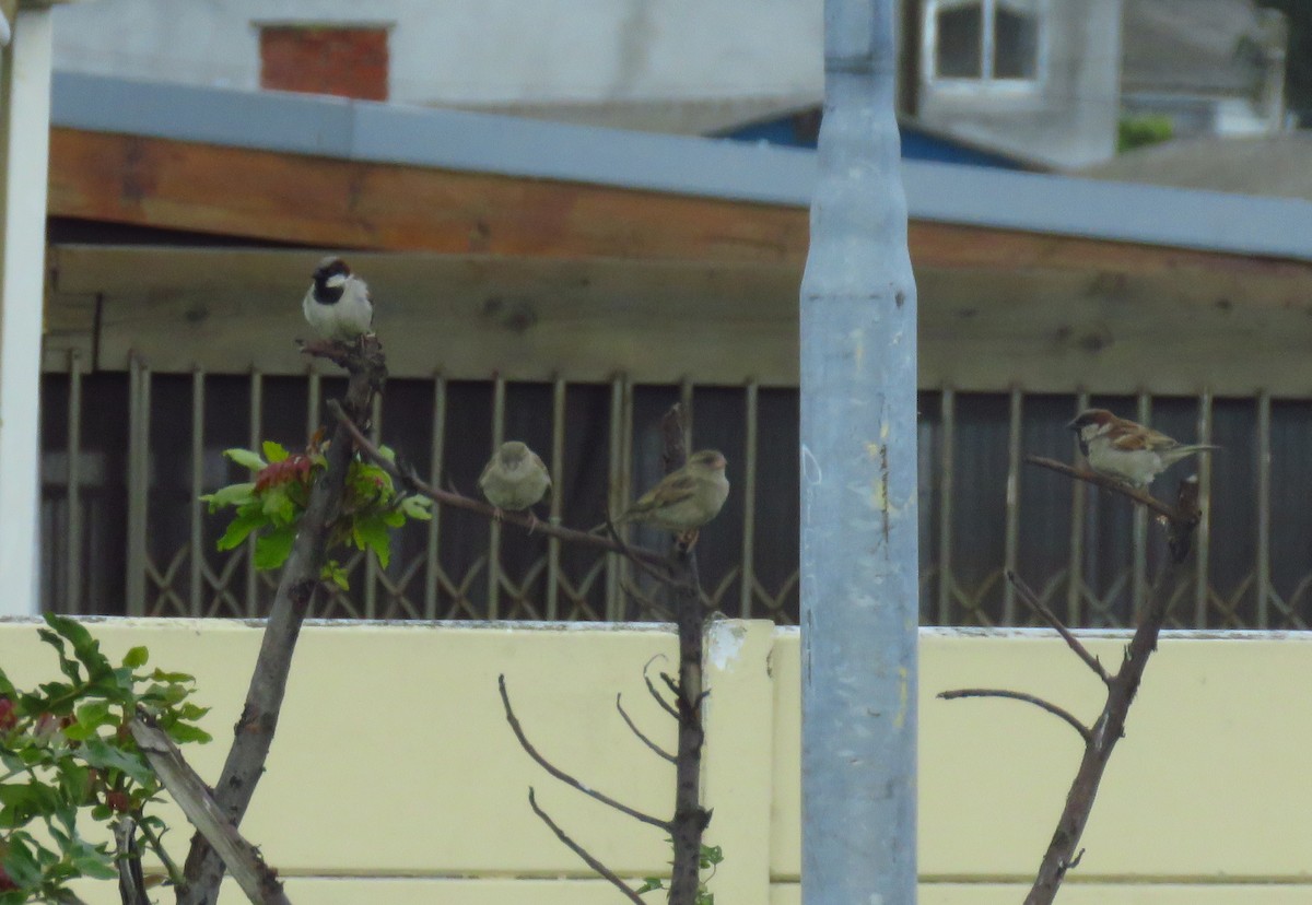 House Sparrow - ML623871460