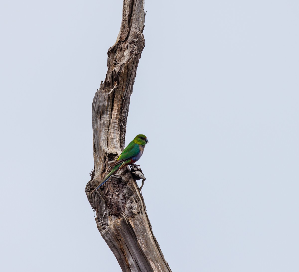 Red-capped Parrot - Paul Rankin