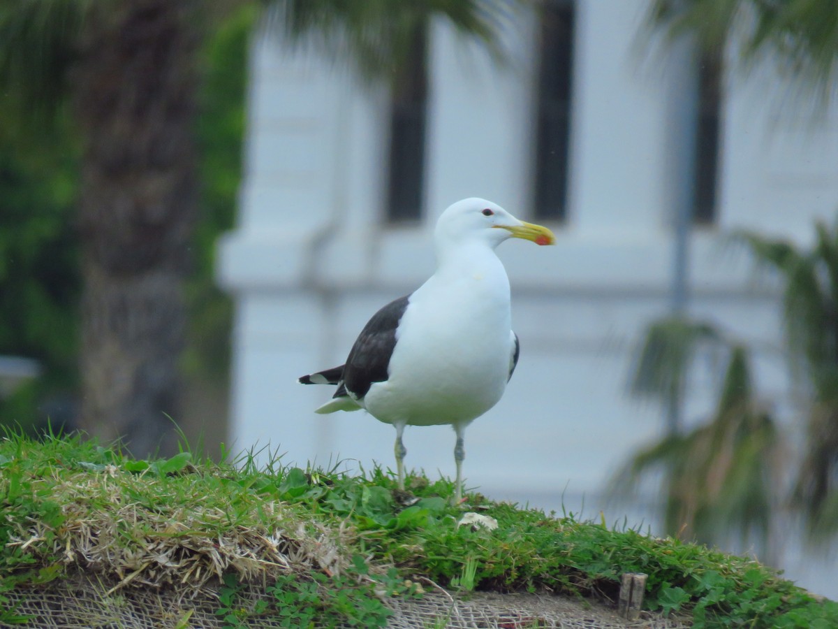 Kelp Gull - ML623871482