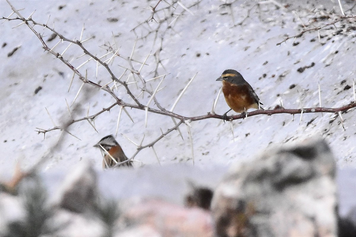 Cinnamon Warbling Finch - ML623871483