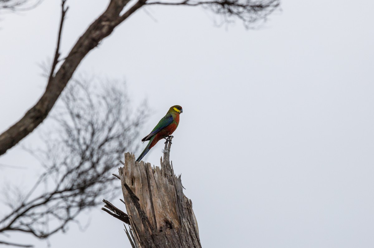 Western Rosella - ML623871489