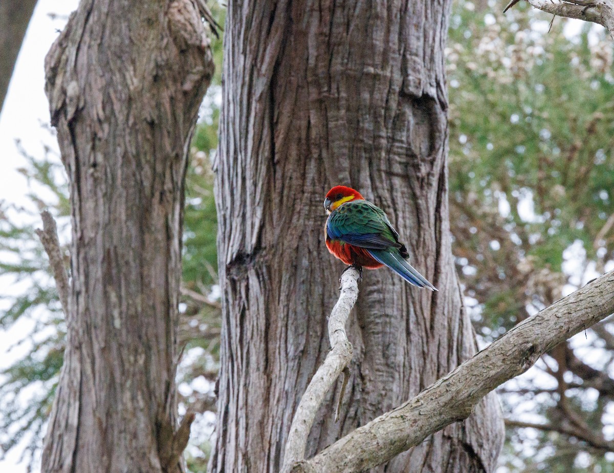 Western Rosella - Paul Rankin