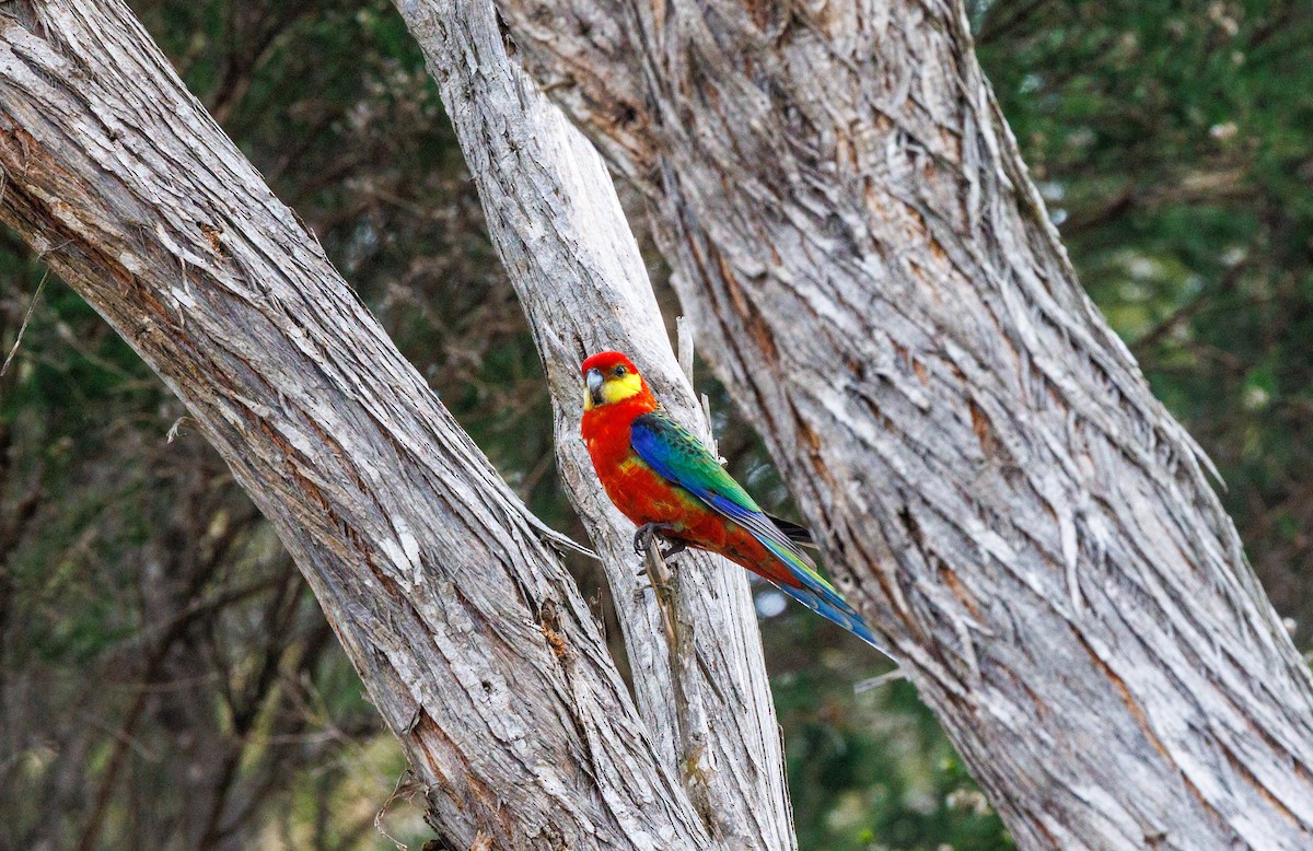 Western Rosella - Paul Rankin