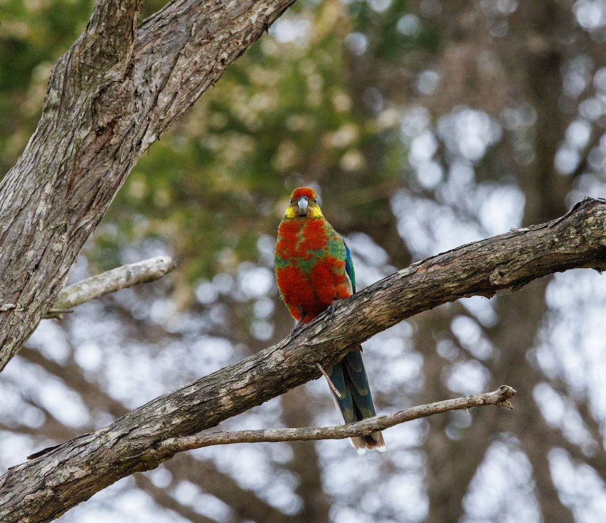 Western Rosella - ML623871492