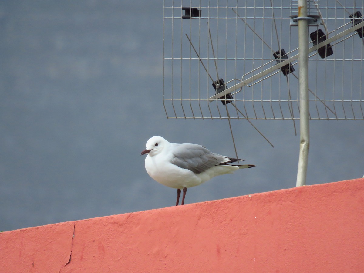 Hartlaub's Gull - ML623871508