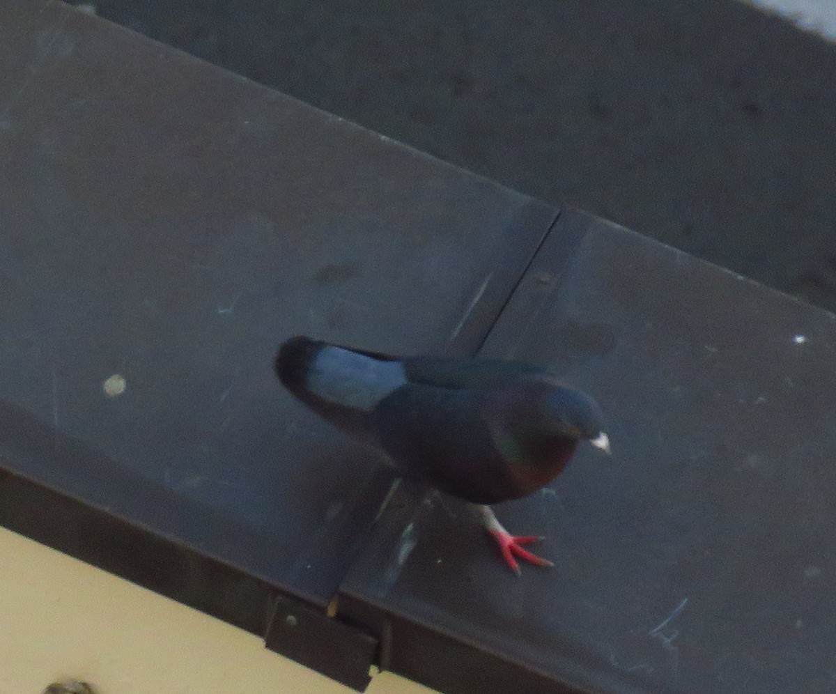 Rock Pigeon (Feral Pigeon) - ML623871523