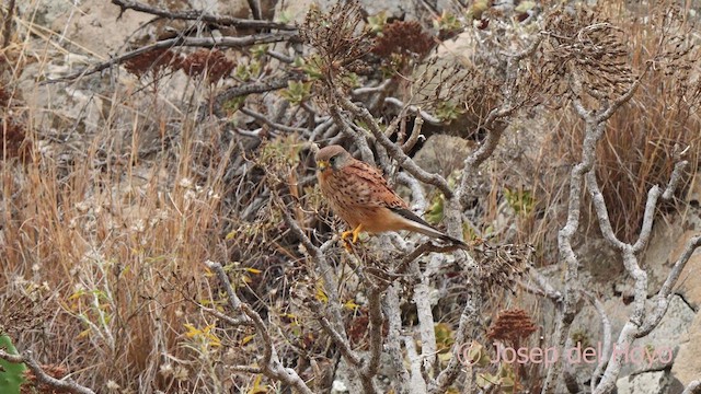 Eurasian Kestrel (Canary Is.) - ML623871524