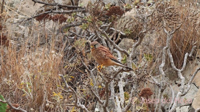 Turmfalke (canariensis/dacotiae) - ML623871524