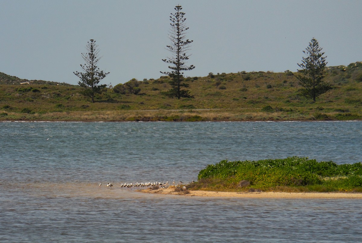 pisila australská - ML623871544