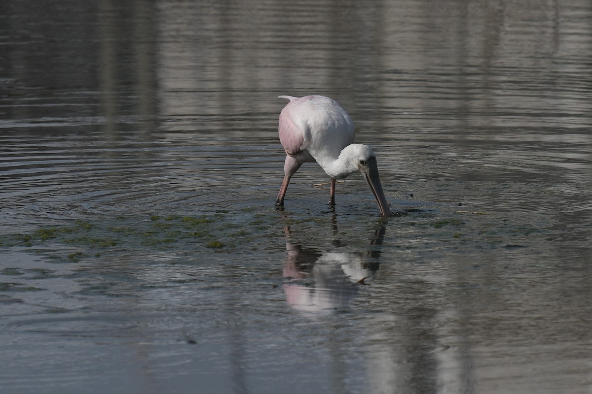 Roseate Spoonbill - ML623871589