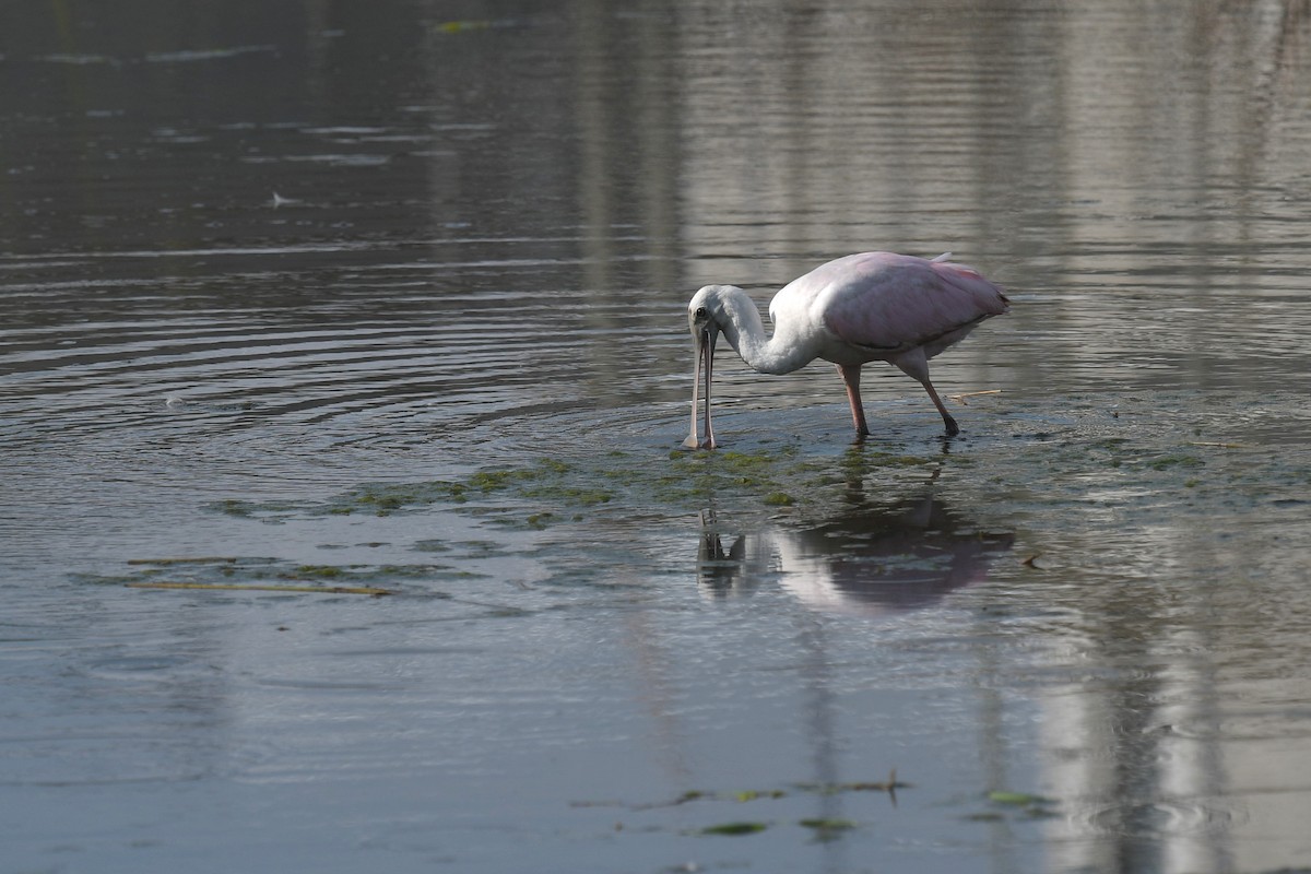 Roseate Spoonbill - ML623871590