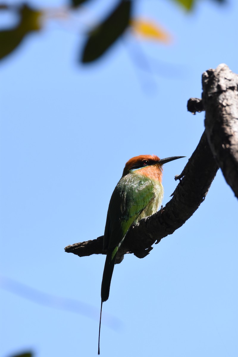 Бджолоїдка рудоголова - ML623871592