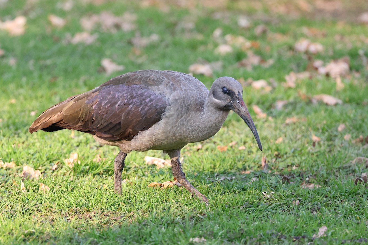 Ibis Hadada - ML623871642