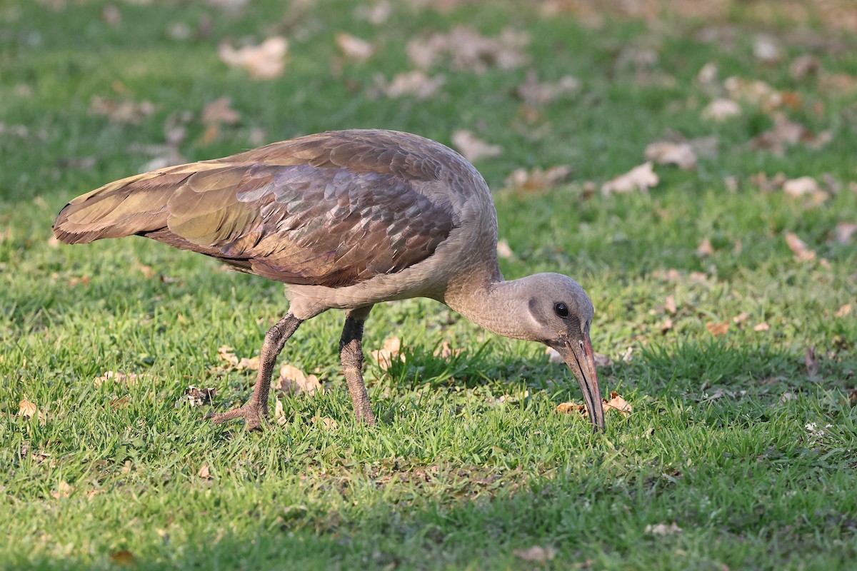 Ibis Hadada - ML623871643