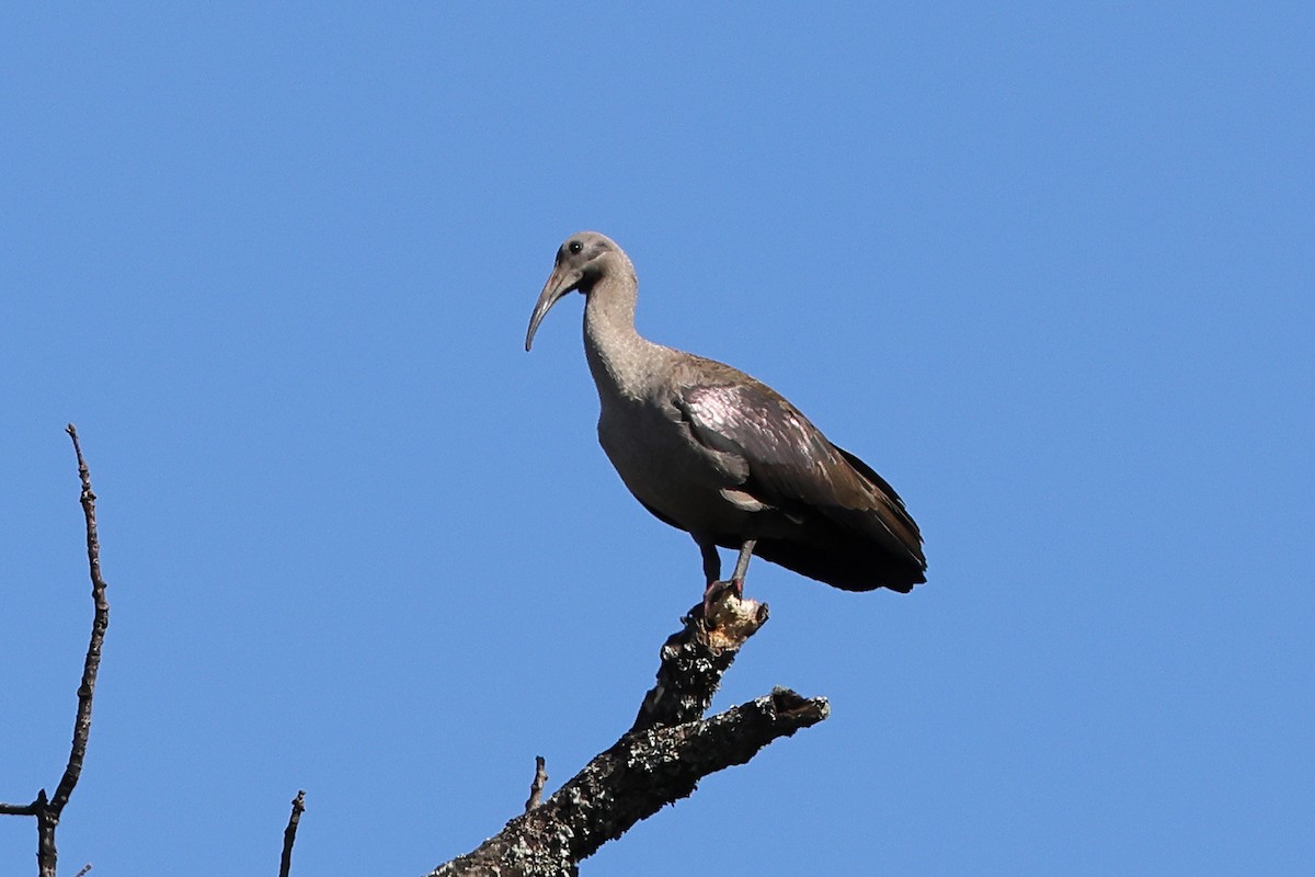 Ibis Hadada - ML623871665