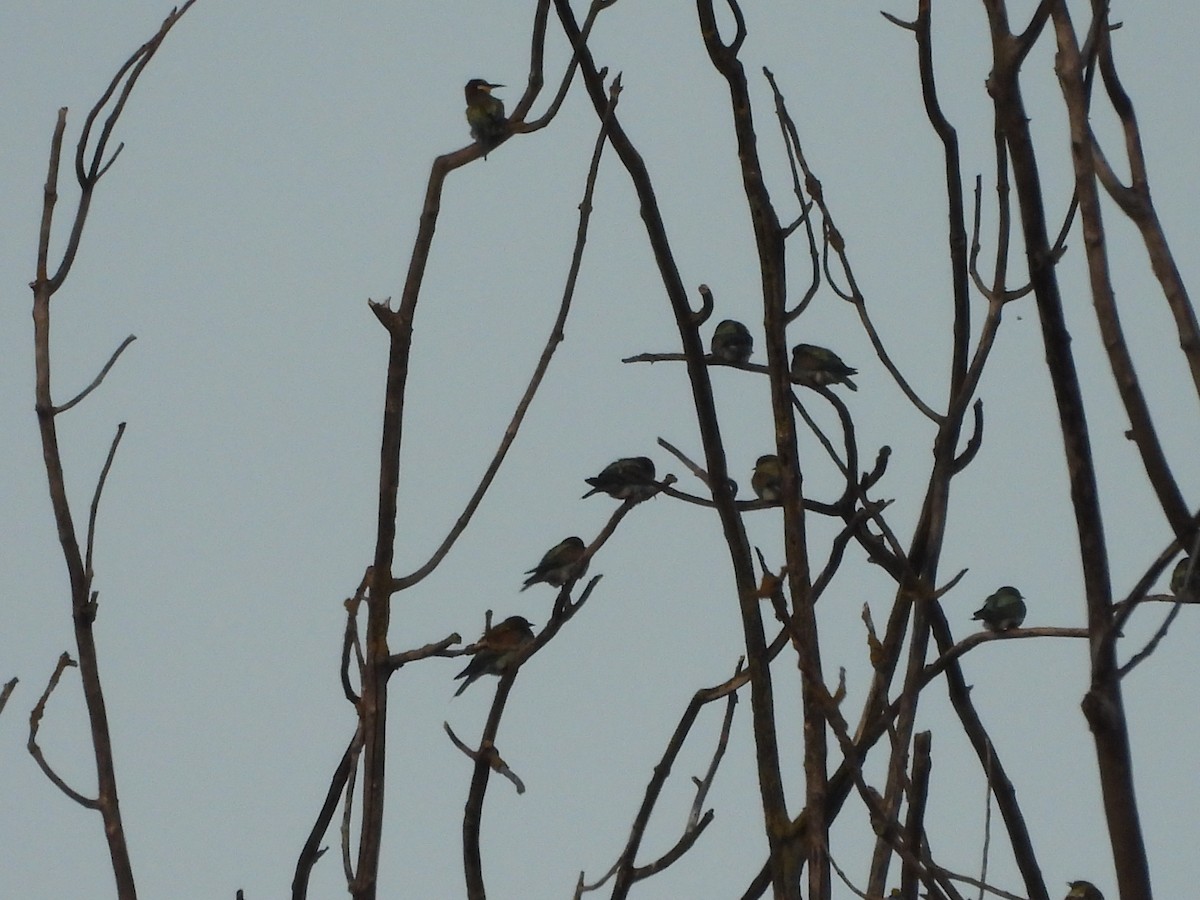 European Bee-eater - ML623871670