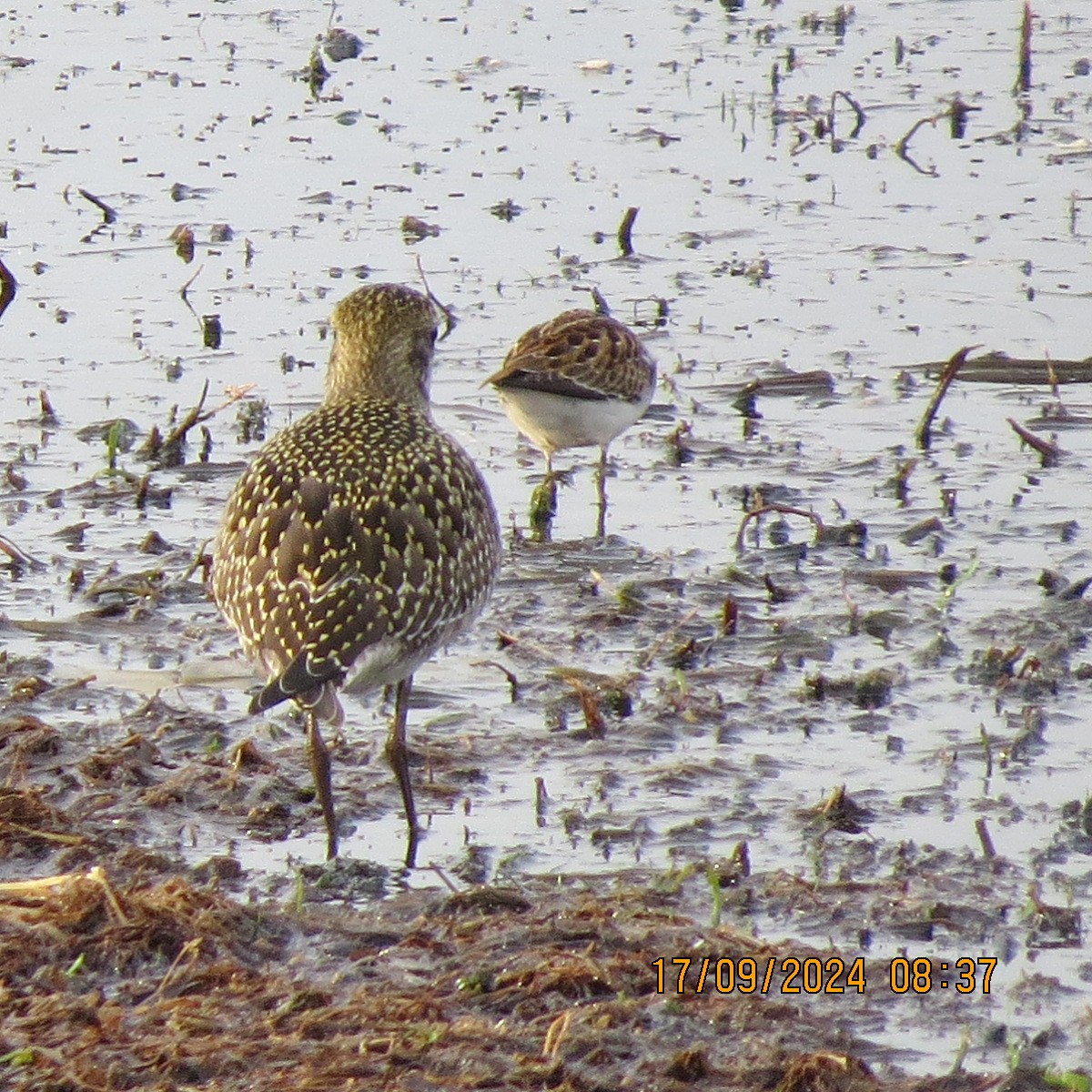 Least Sandpiper - ML623871678