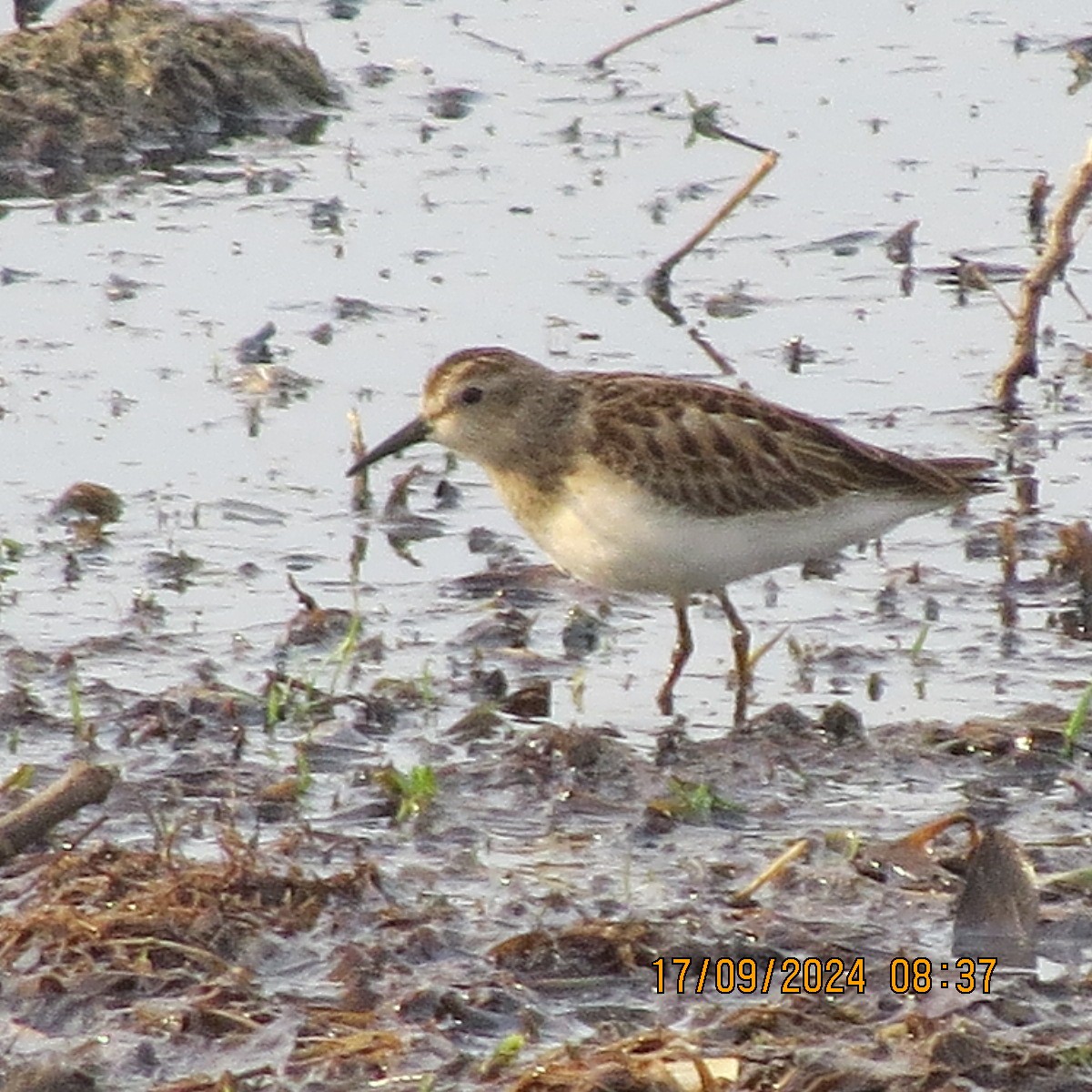 Least Sandpiper - ML623871681