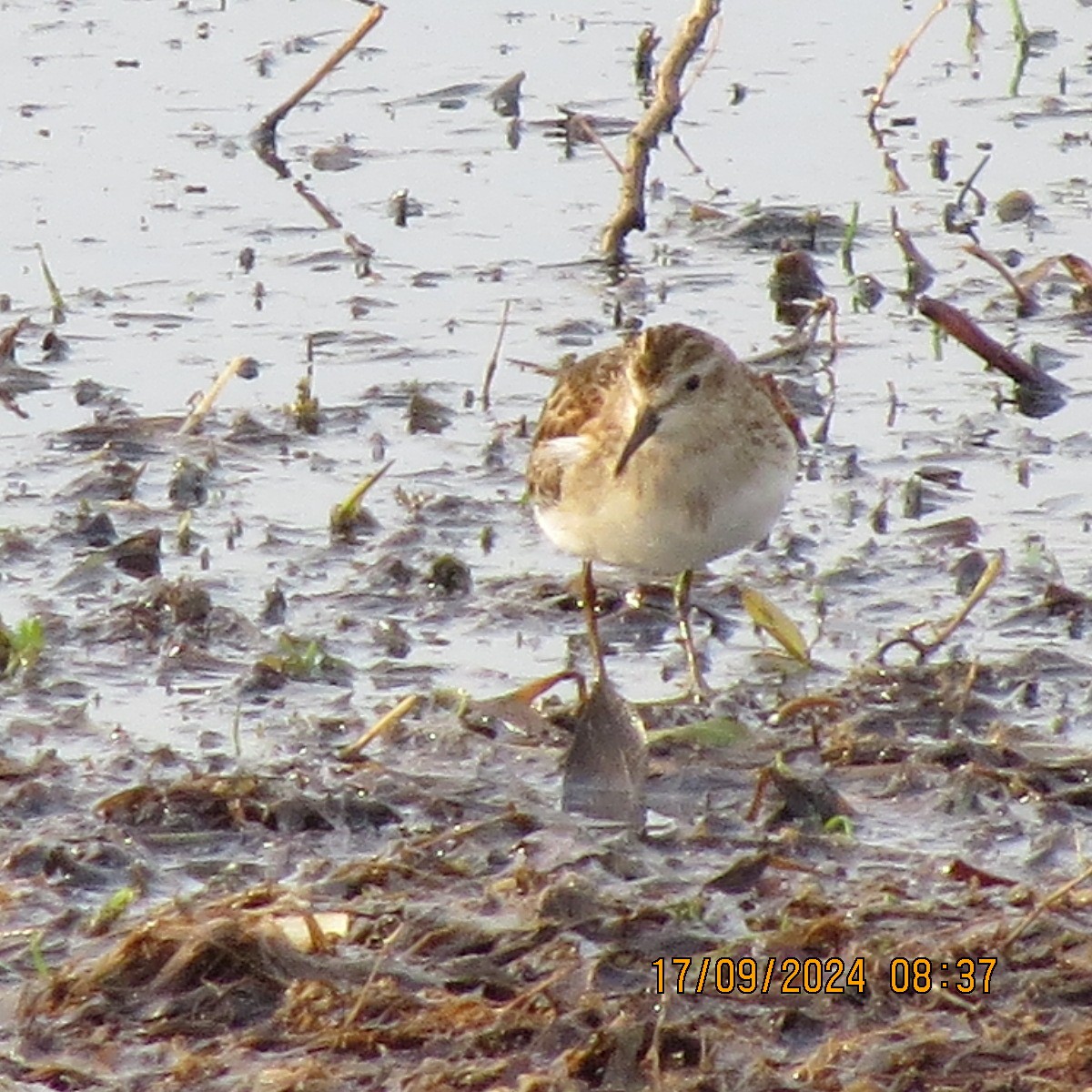 Least Sandpiper - ML623871682