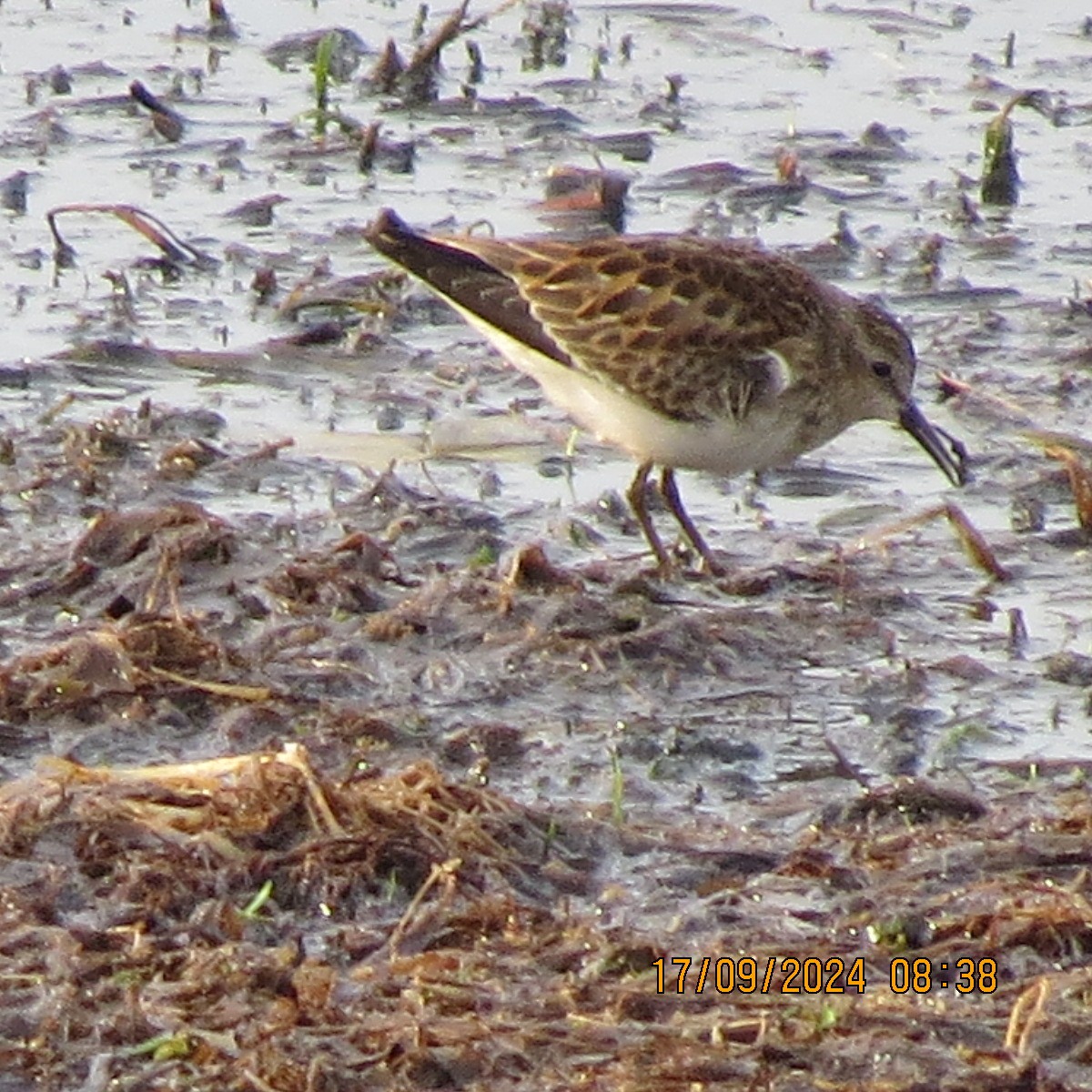 Least Sandpiper - ML623871683