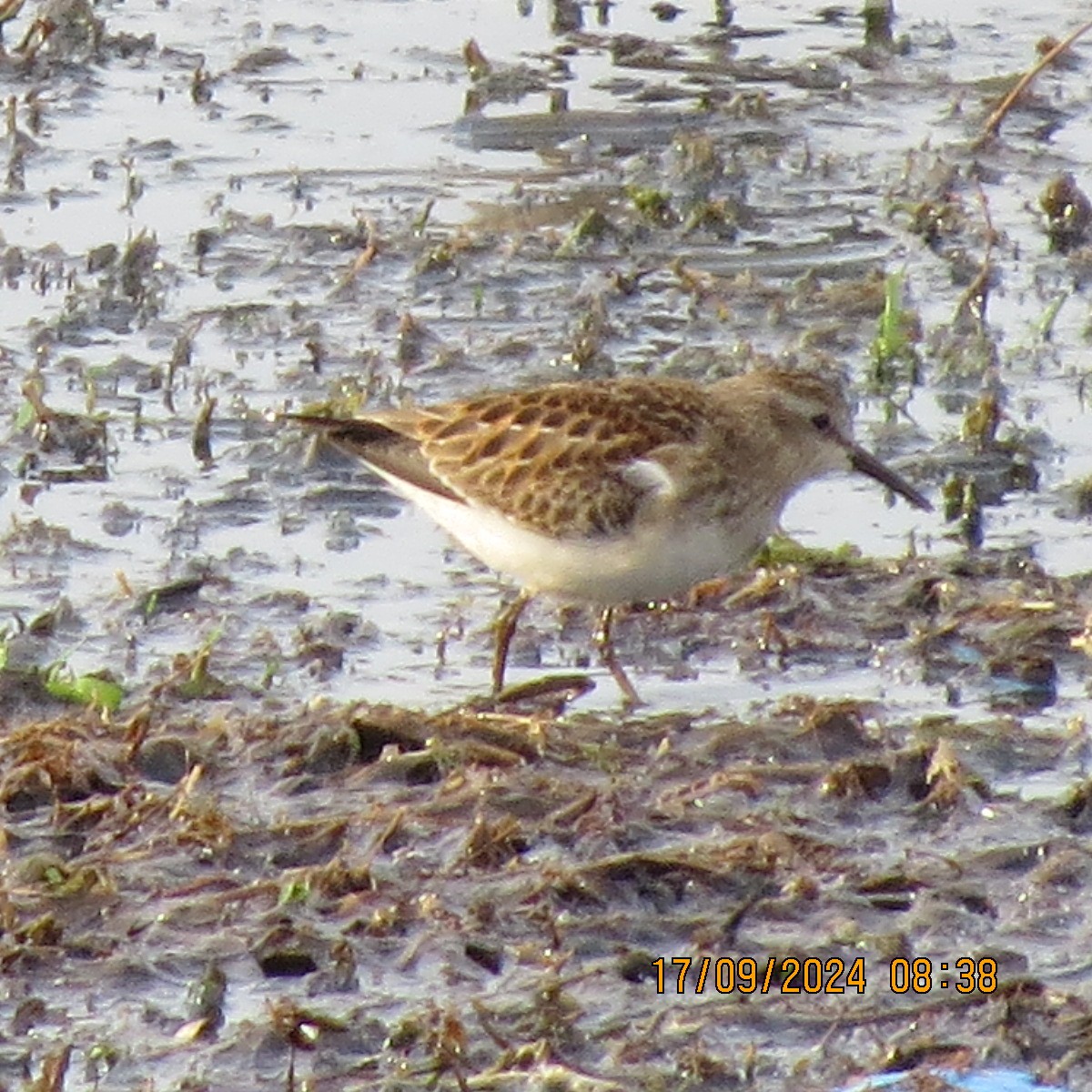 Least Sandpiper - Gary Bletsch