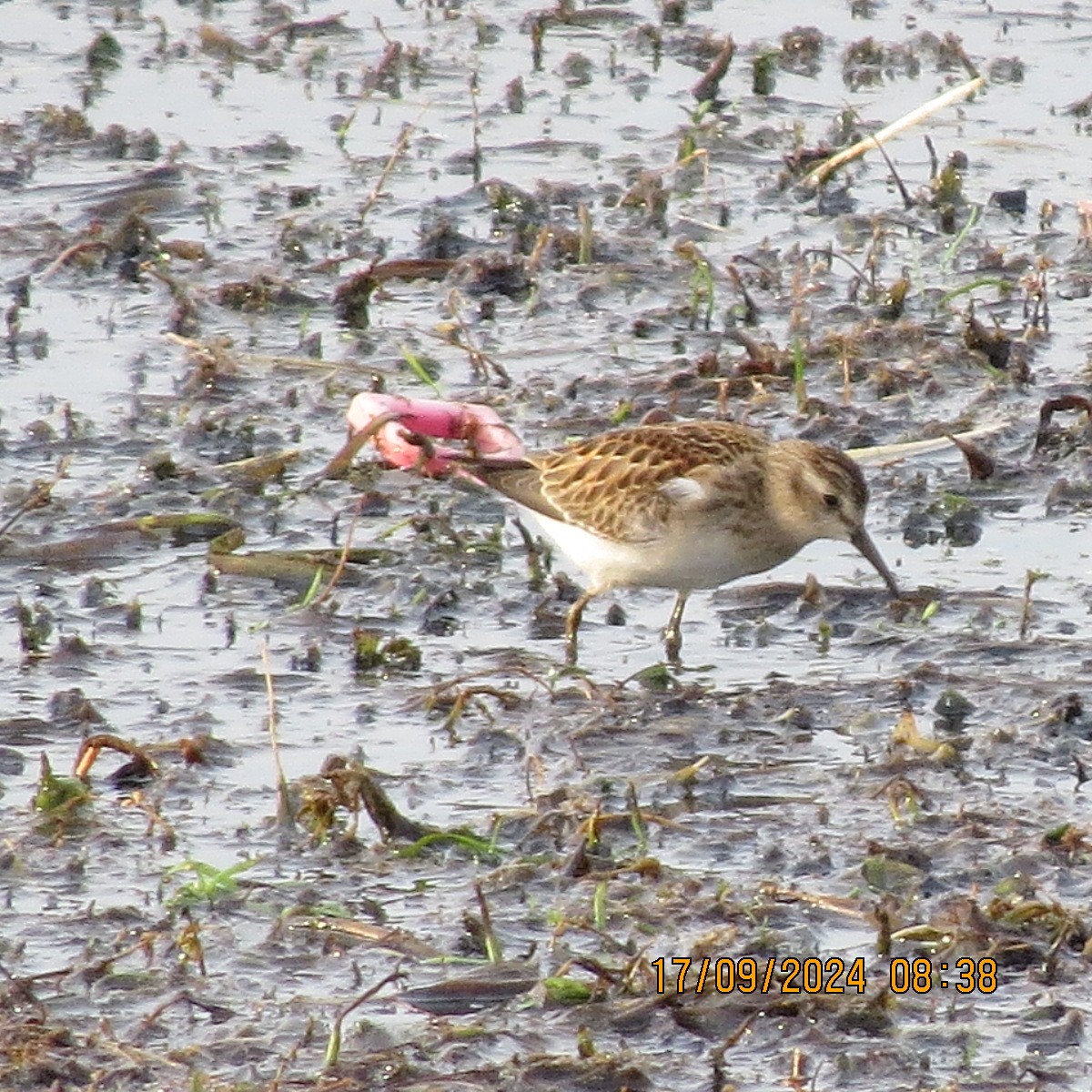 Least Sandpiper - ML623871685