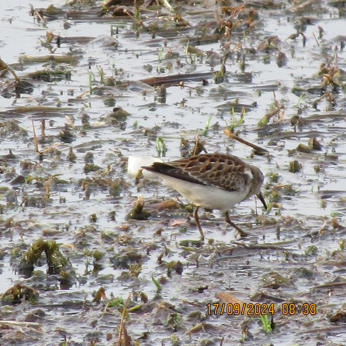 Least Sandpiper - ML623871687