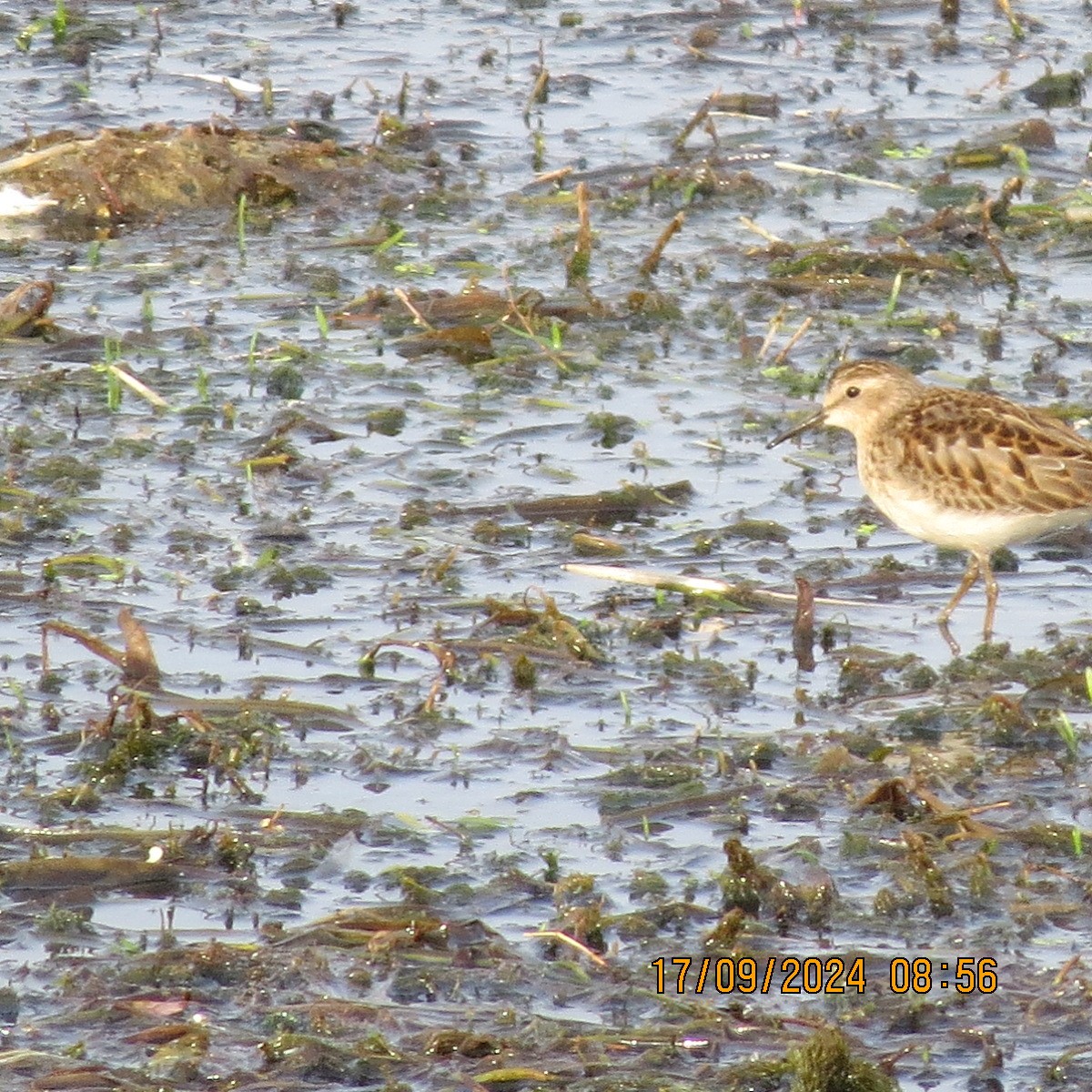 Least Sandpiper - ML623871689