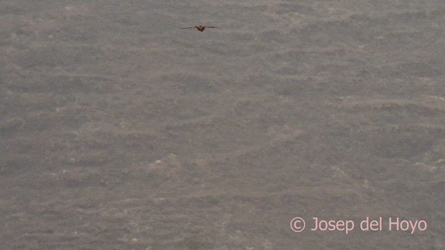 Eurasian Kestrel (Canary Is.) - ML623871690