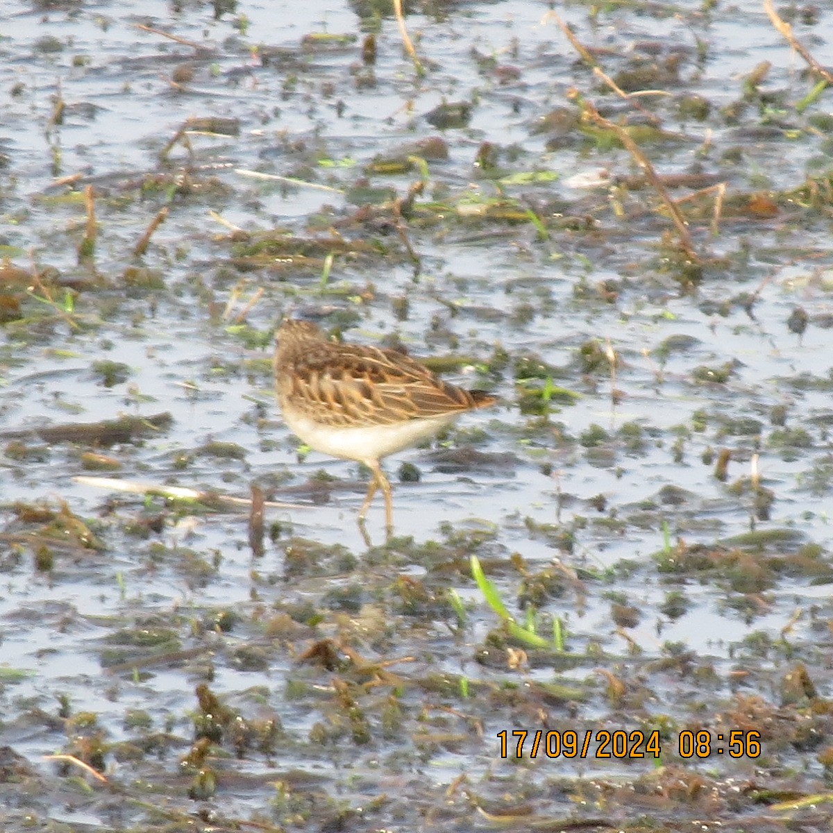 Least Sandpiper - ML623871691