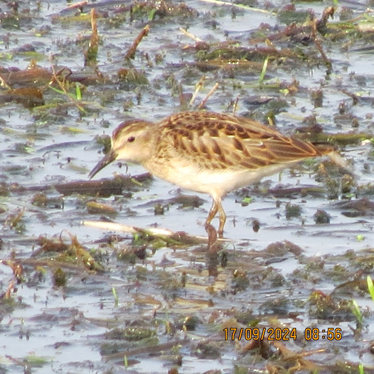 Least Sandpiper - ML623871692