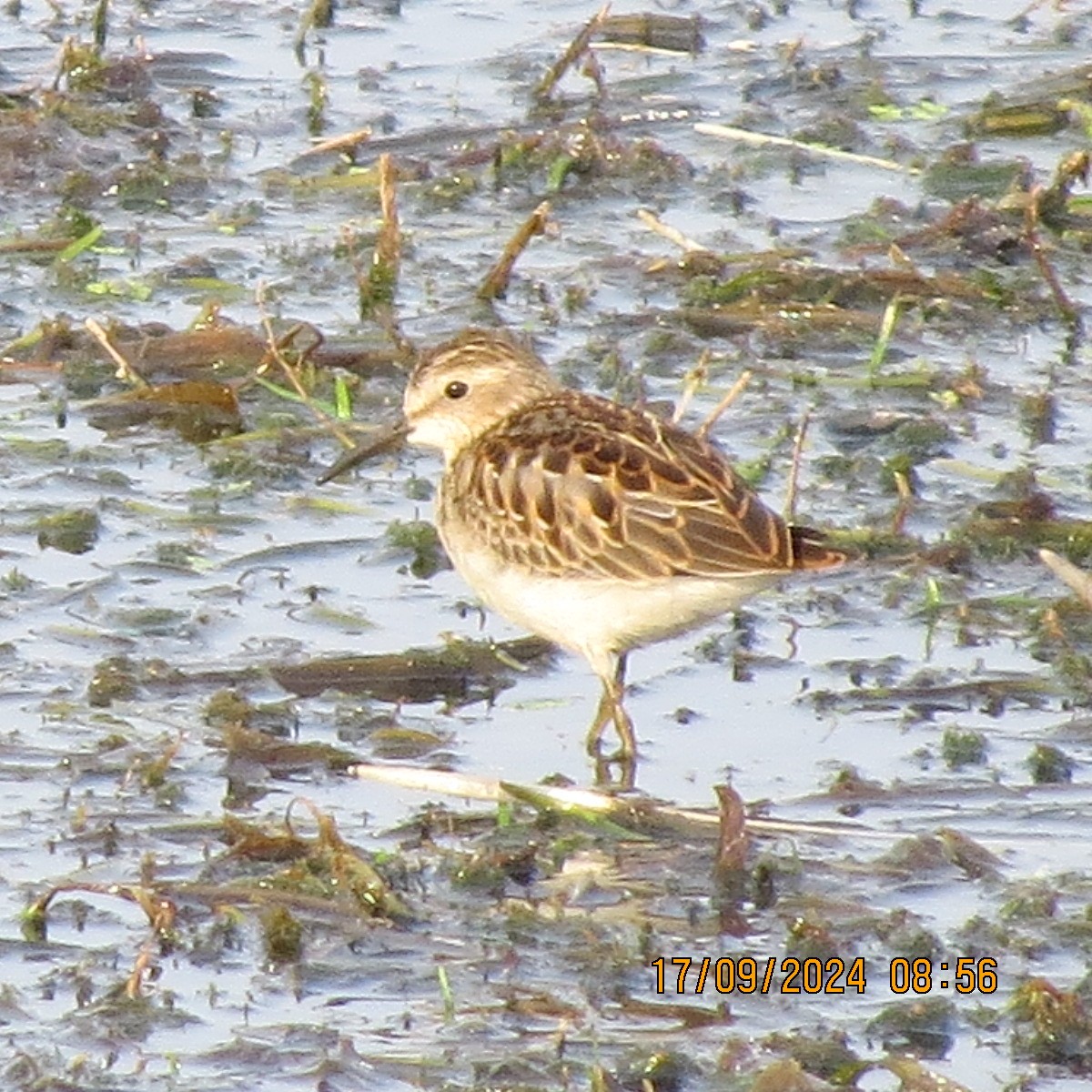 Least Sandpiper - ML623871695