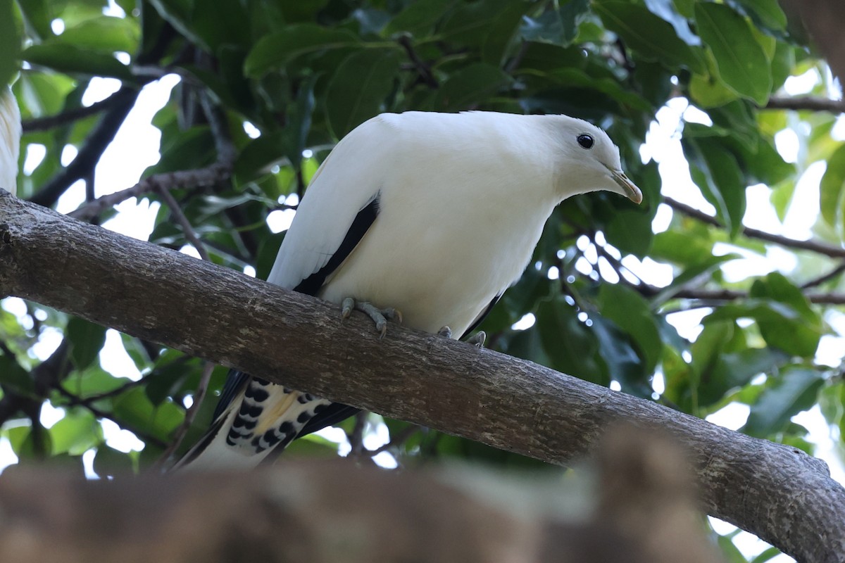 Torresian Imperial-Pigeon - ML623871708