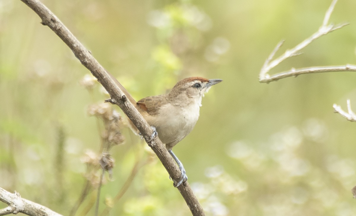 Rufous-fronted Thornbird (Rufous-winged) - ML623871755