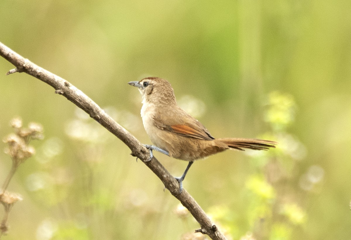 Rufous-fronted Thornbird (Rufous-winged) - ML623871756