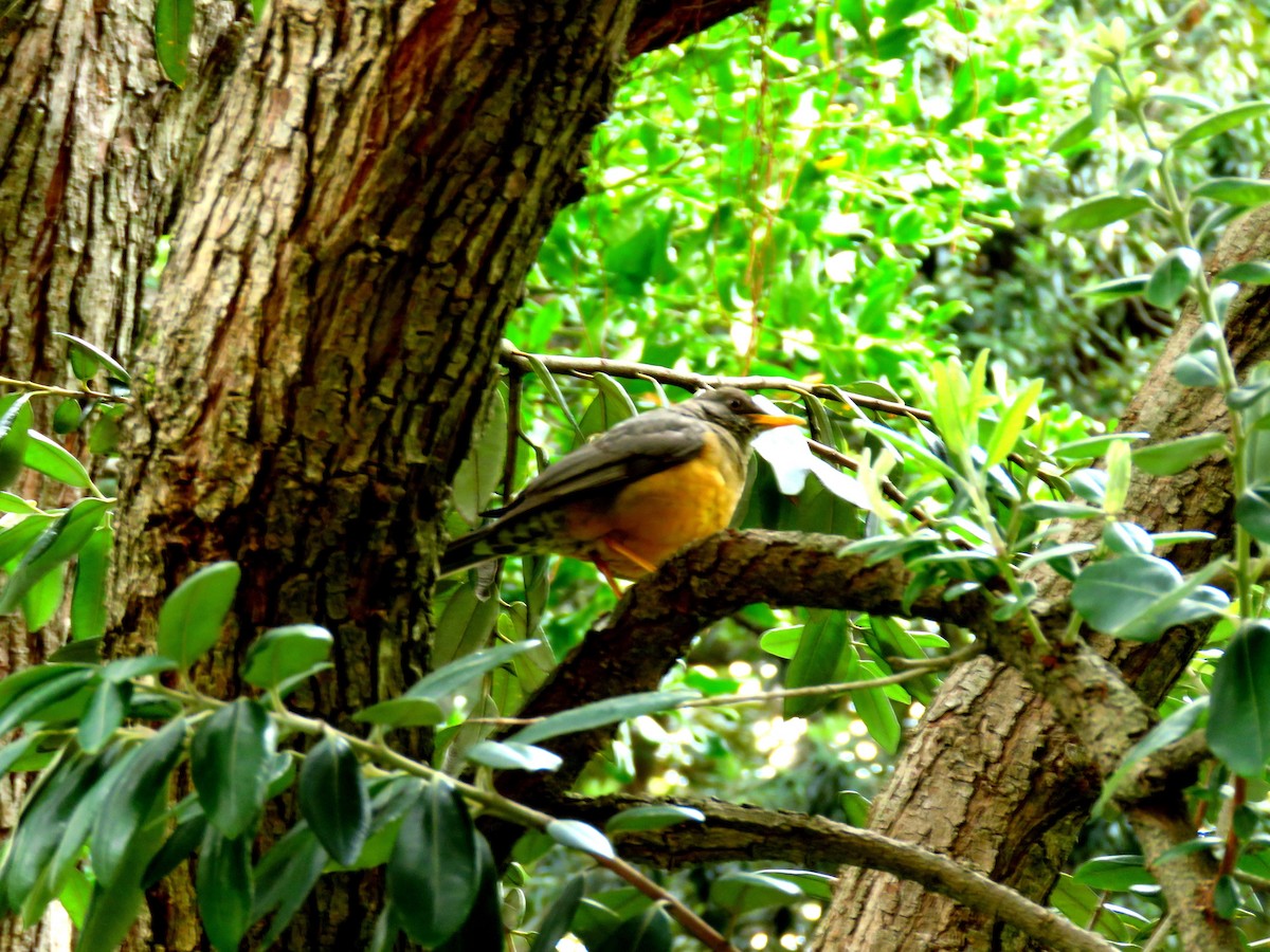 Olive Thrush - ML623871758