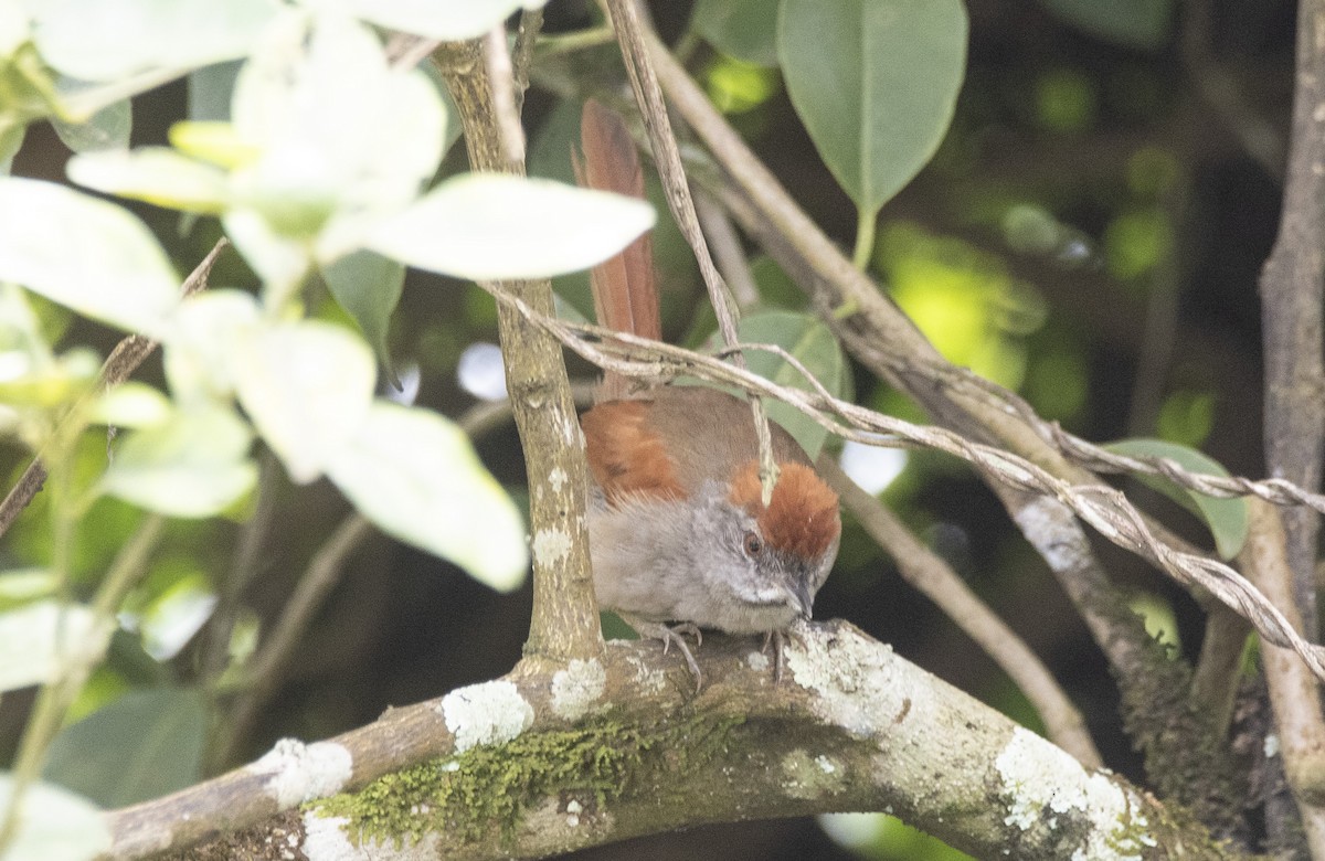 Sooty-fronted Spinetail - ML623871760