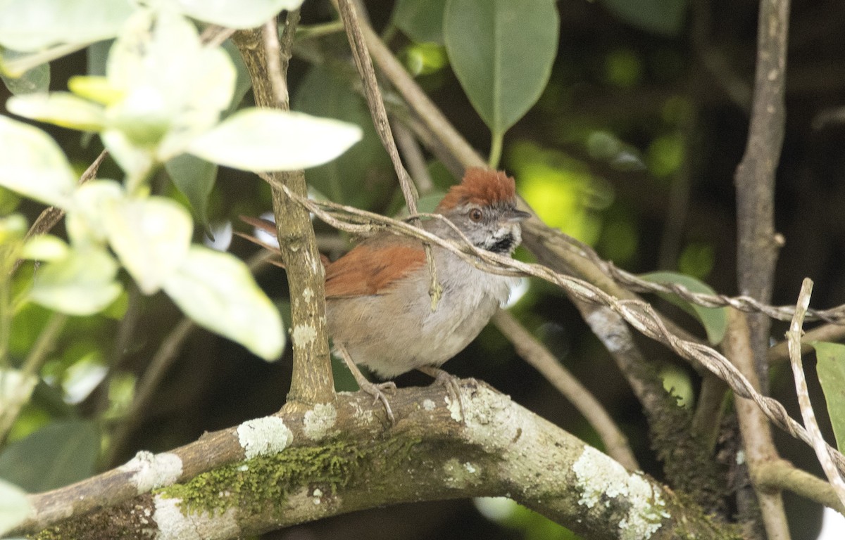 Sooty-fronted Spinetail - ML623871761