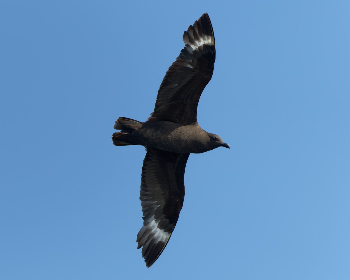 chaluha antarktická - ML623871762