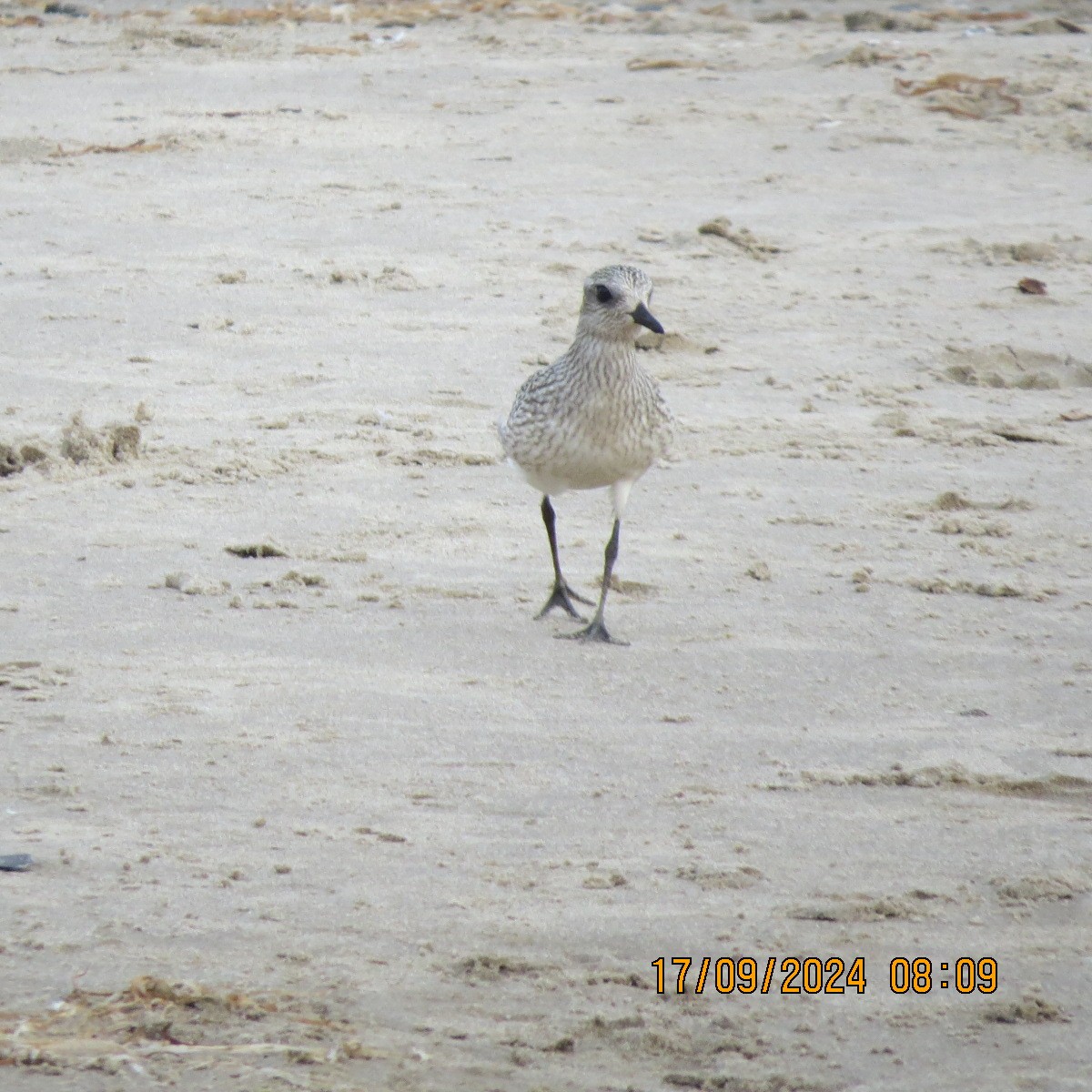 Black-bellied Plover - Gary Bletsch