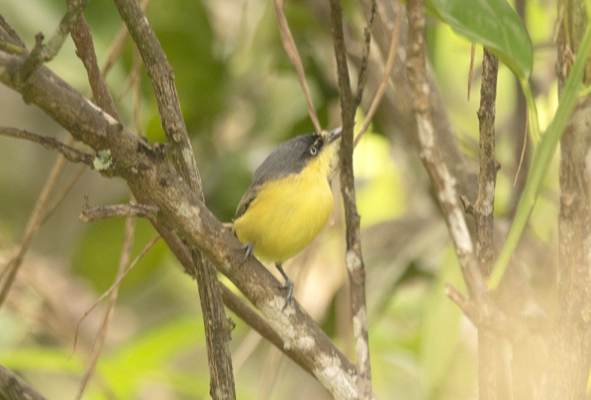 Common Tody-Flycatcher - ML623871778