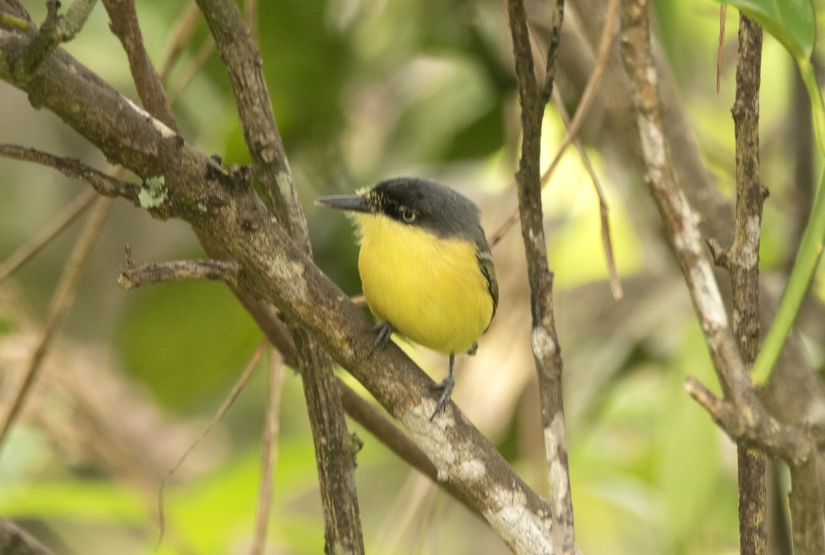 Common Tody-Flycatcher - ML623871779